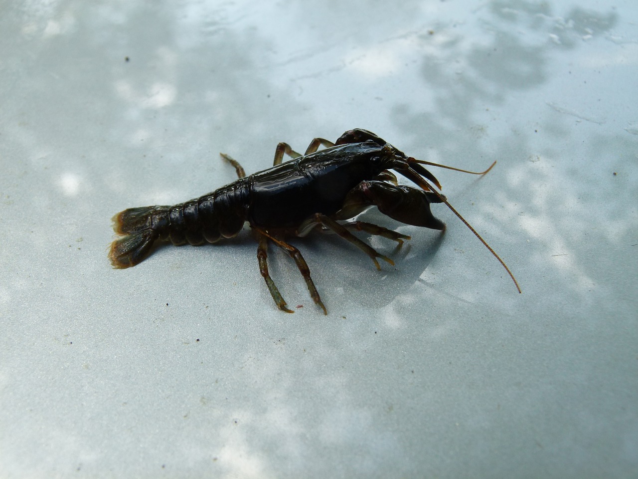 cambarus bartonii crayfish appalachian brook crayfish free photo