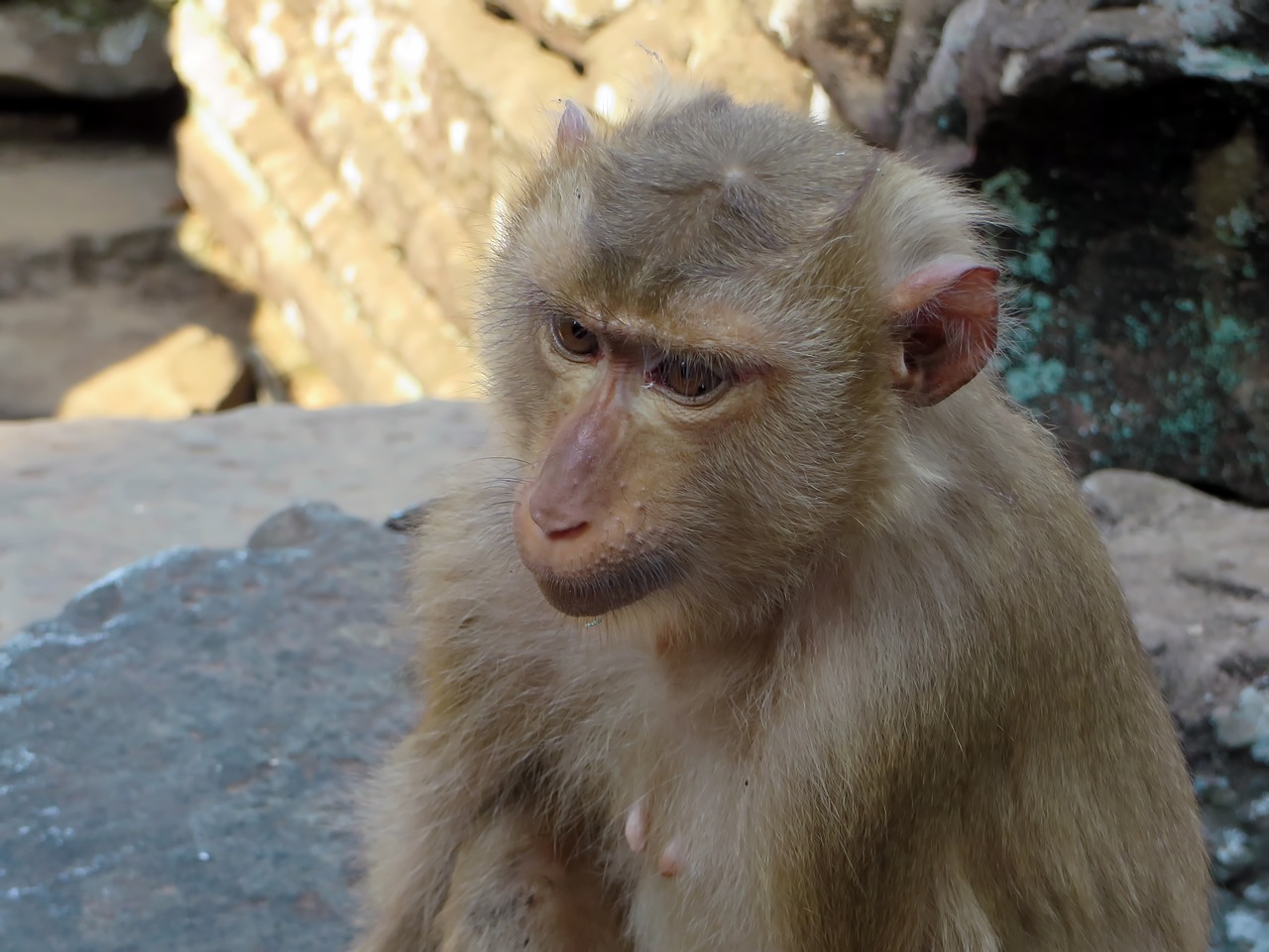 cambodia monkey macaque free photo