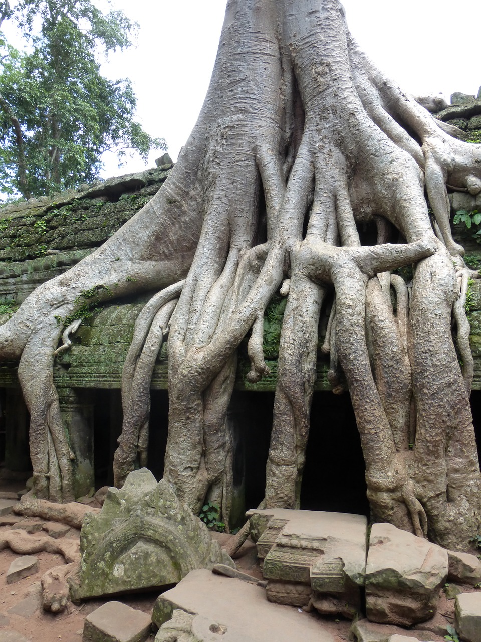 cambodia angkor wat jungle free photo