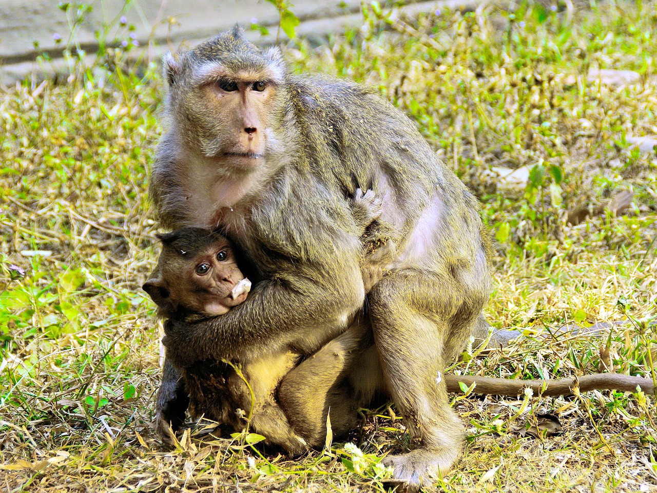 cambodia angkor monkey free photo