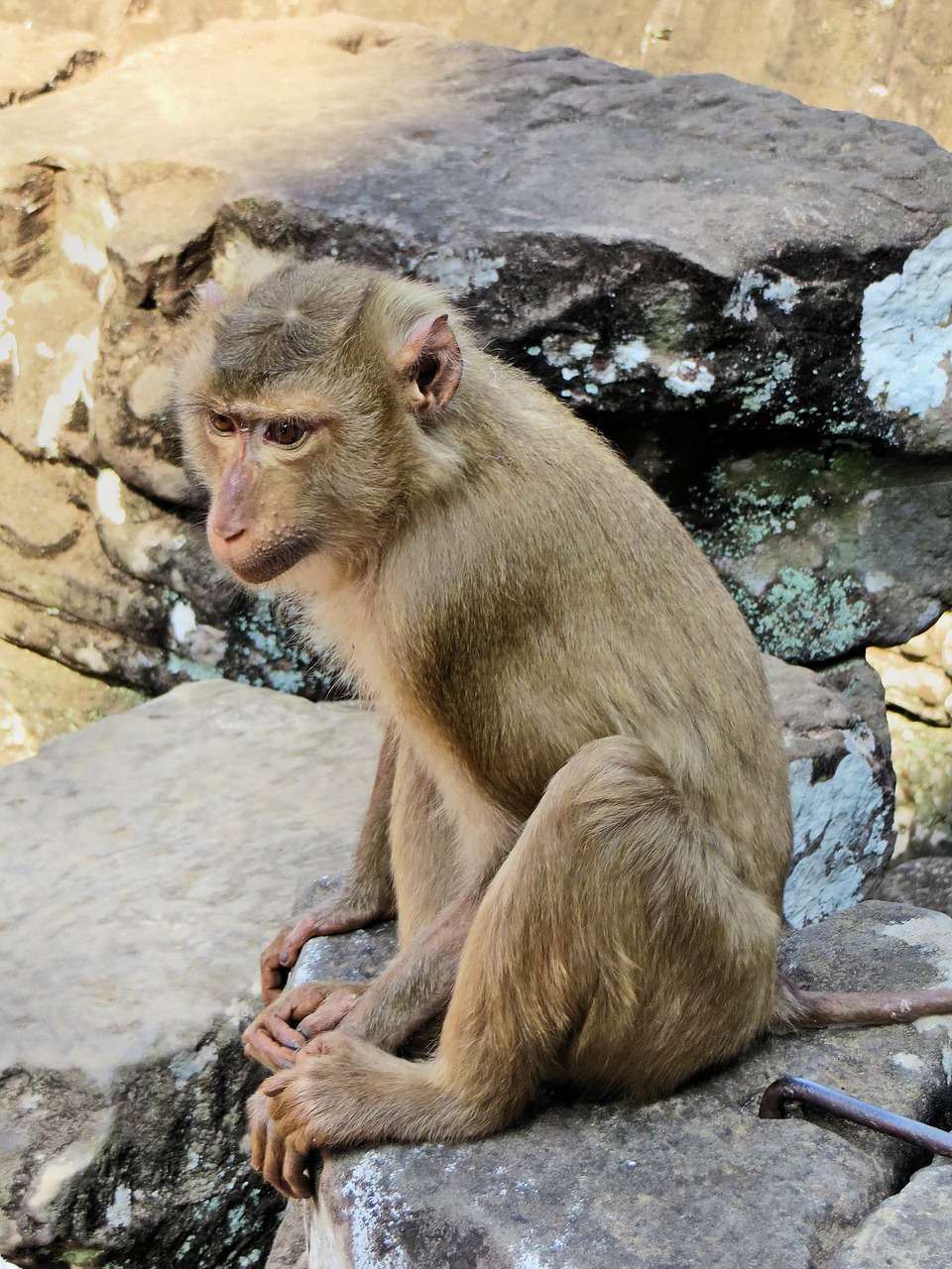 cambodia monkey animal free photo