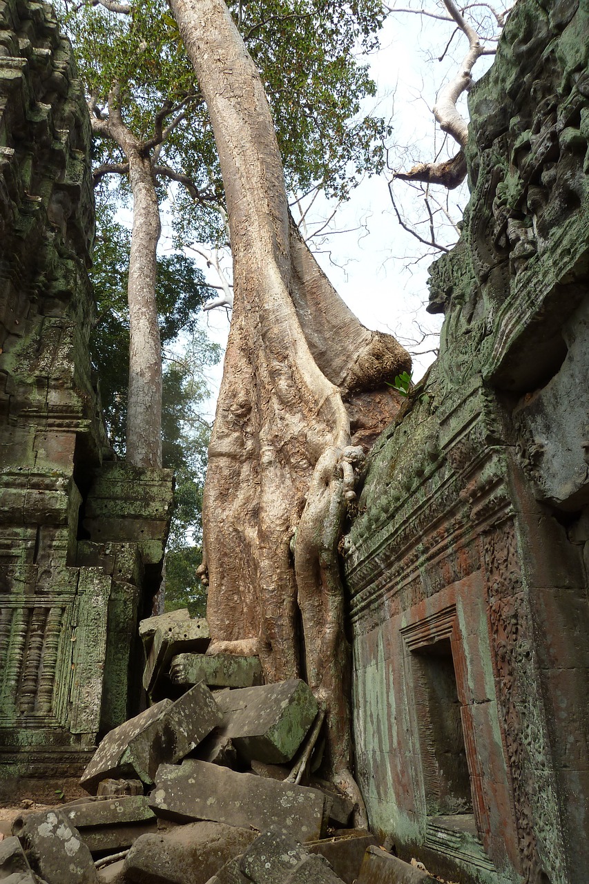 cambodia tree ancient free photo