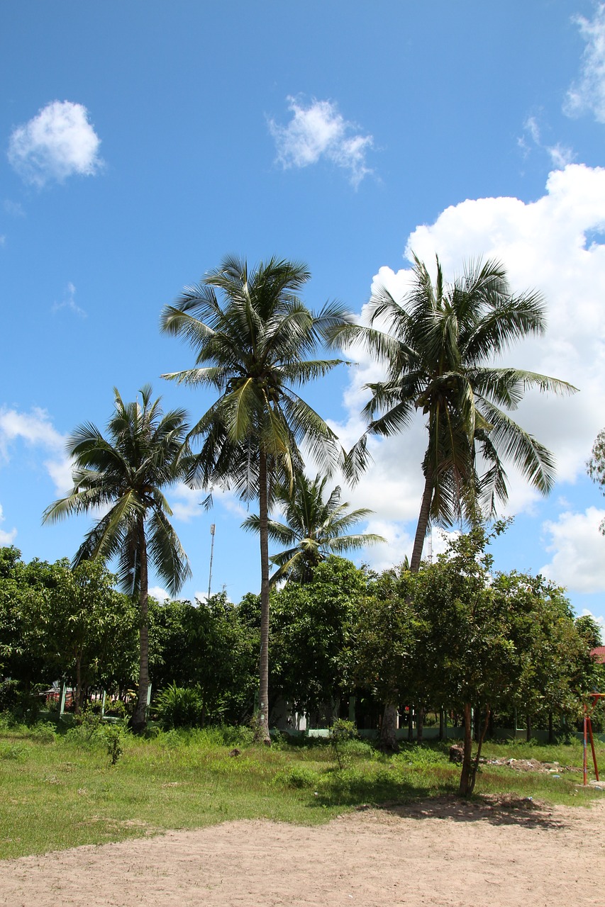 cambodia blue sky palm tree free photo