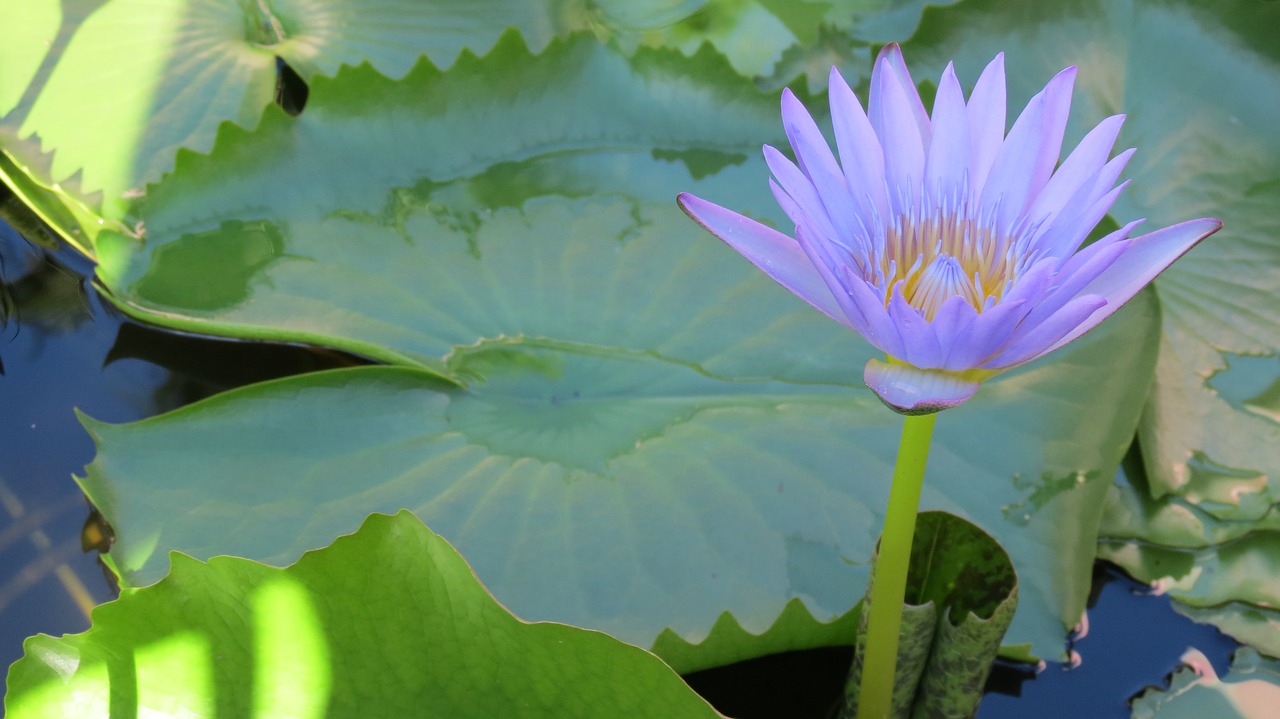 cambodia lotus flower free photo