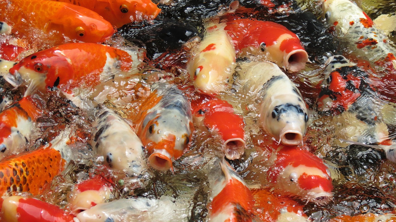 cambodia fish koi free photo