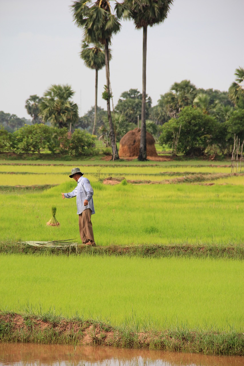 cambodia siem reap rice free photo