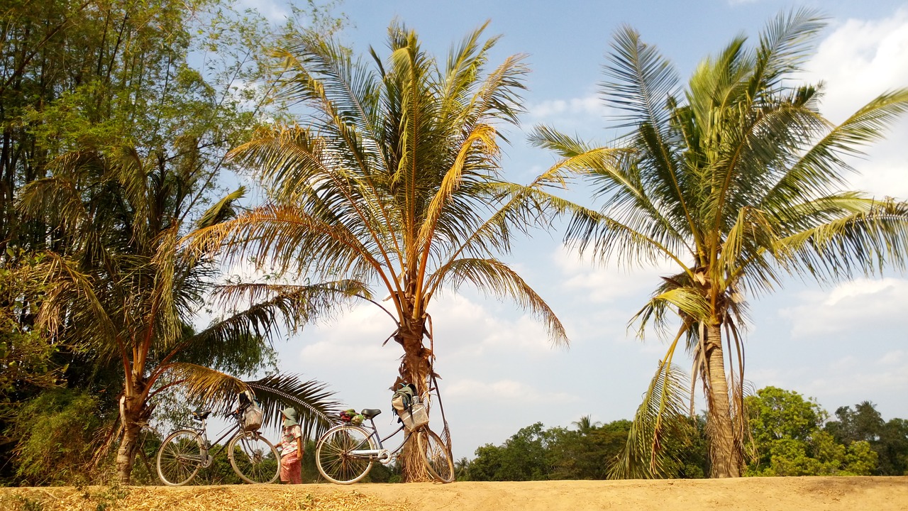 cambodia  island  palm trees free photo