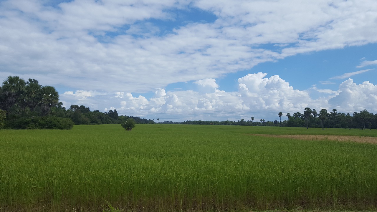 cambodia  rice field  harvest free photo