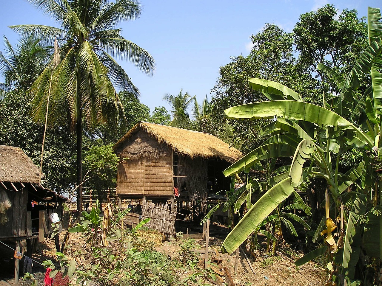 cambodia hut palm trees free photo