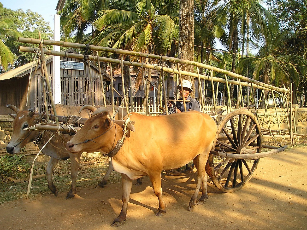 cambodia oxen ox free photo