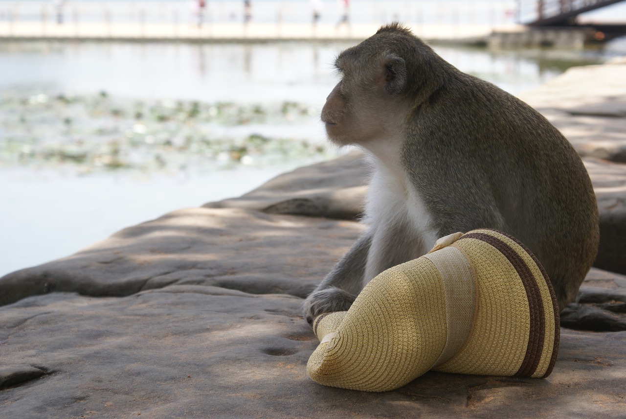 cambodia monkey  angkor wat  unesco free photo