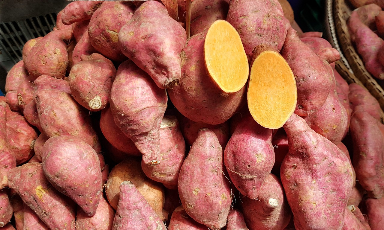 cambodian  sweet  potato free photo