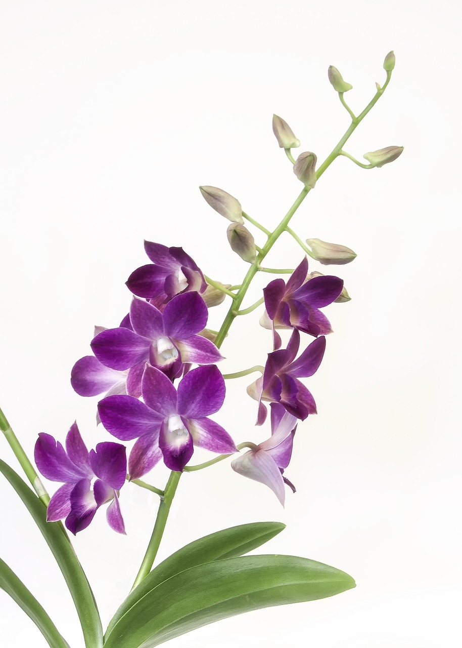 cambria orchid purple free photo