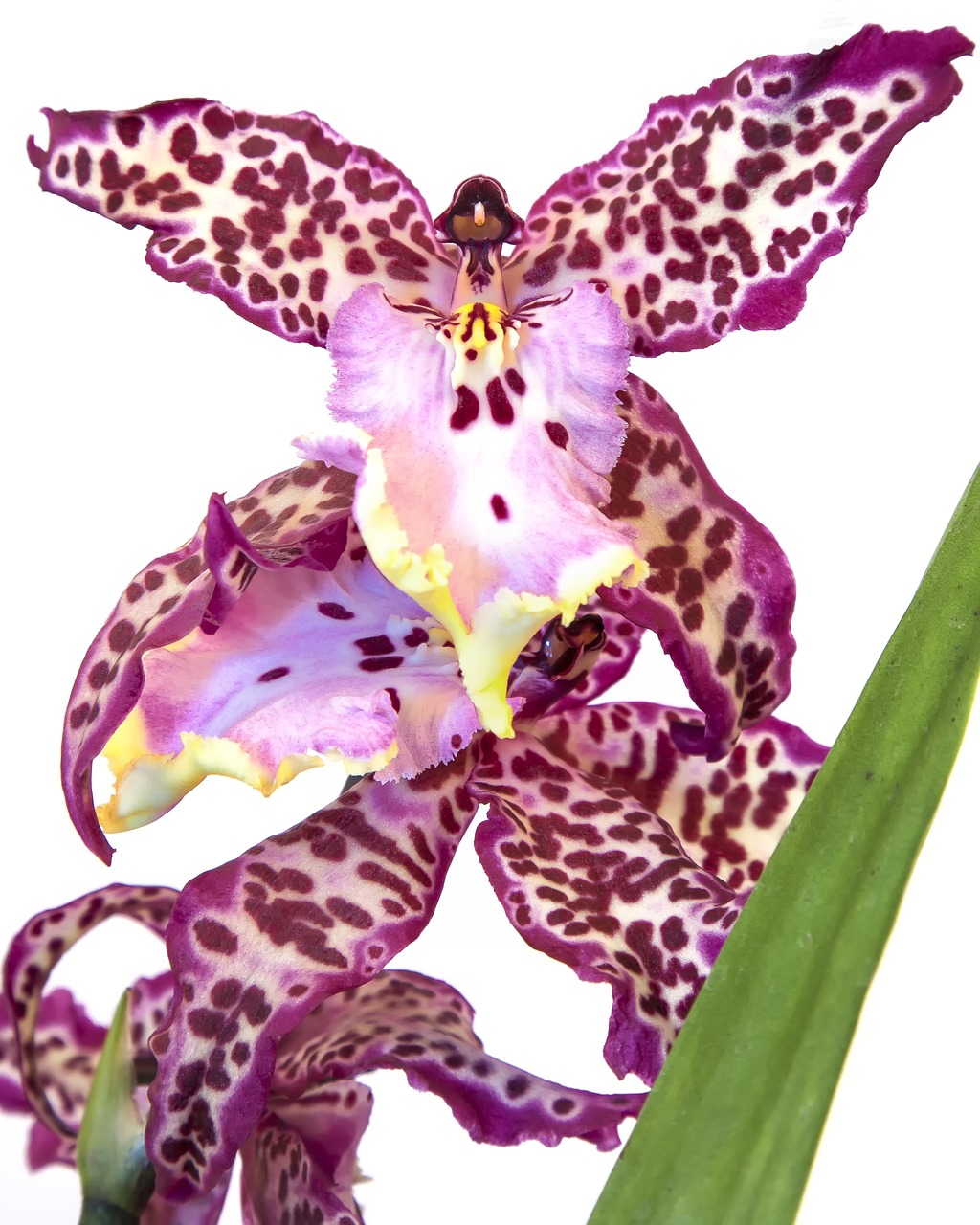 cambria orchid purple free photo