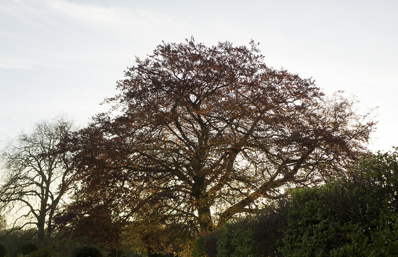 cambridge tree sun free photo