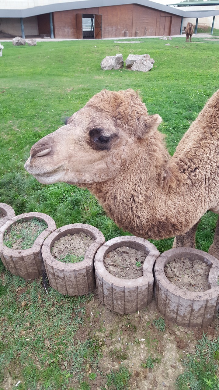 camel animal farm free photo