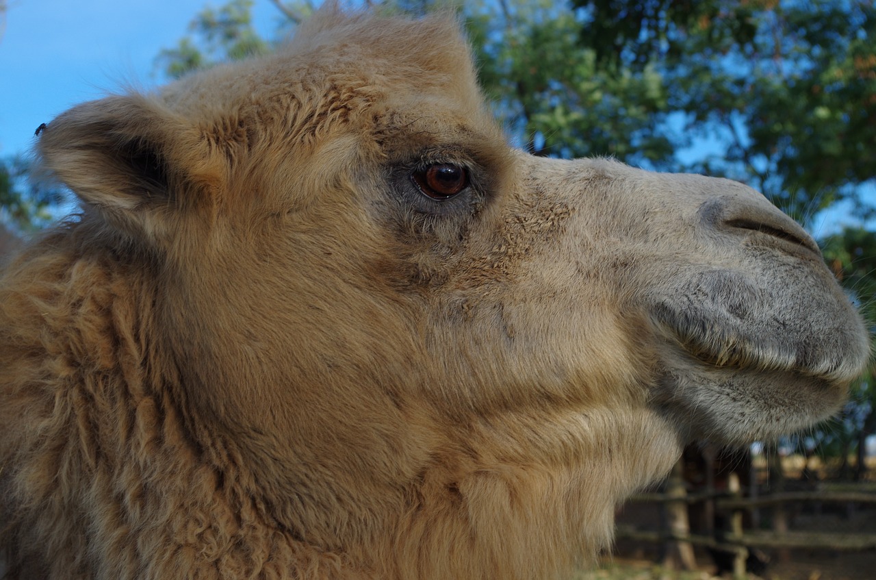 camel animal face free photo