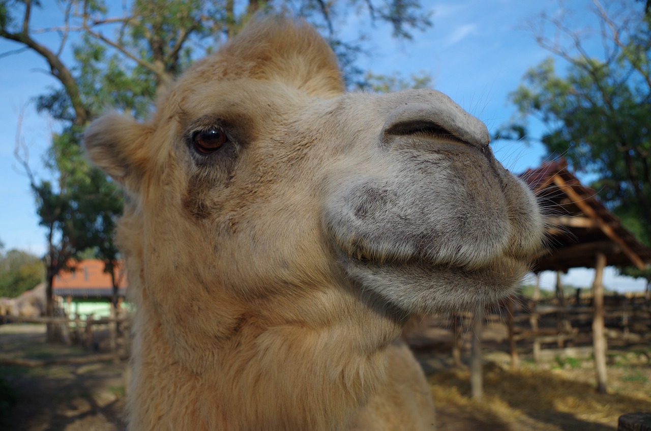 camel face animal free photo