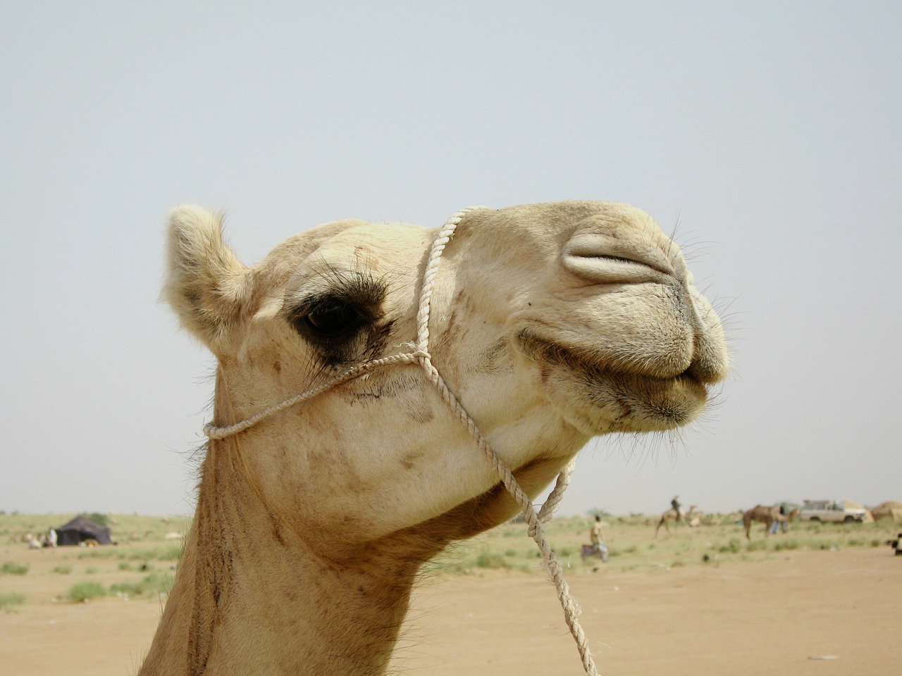 camel niger nature free photo
