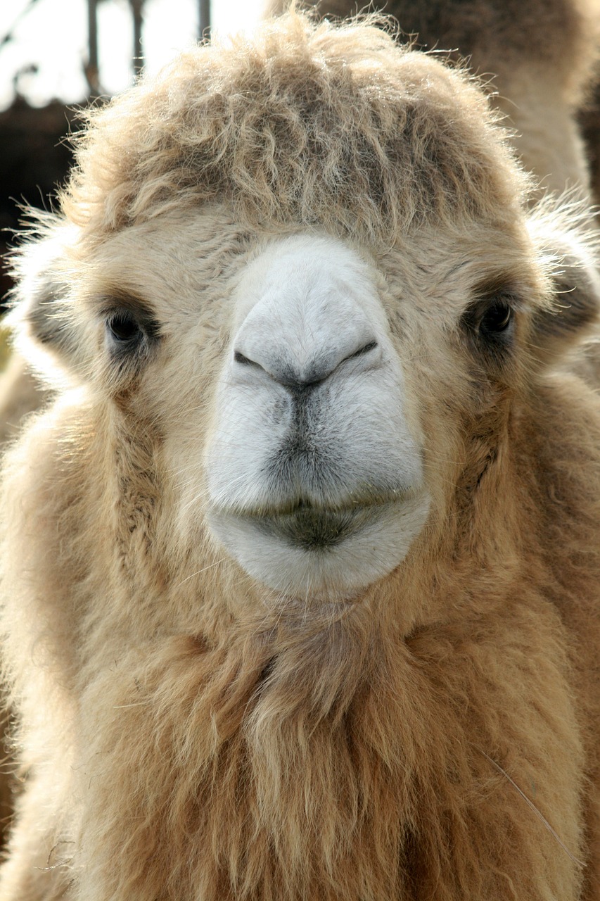 camel camels puputeve free photo