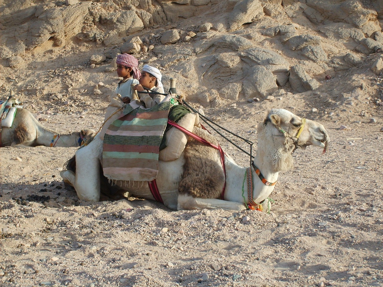 camel desert mountain free photo