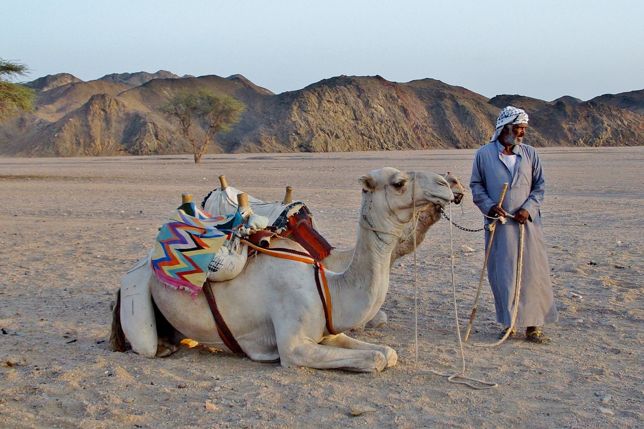 camel bedouin desert free photo