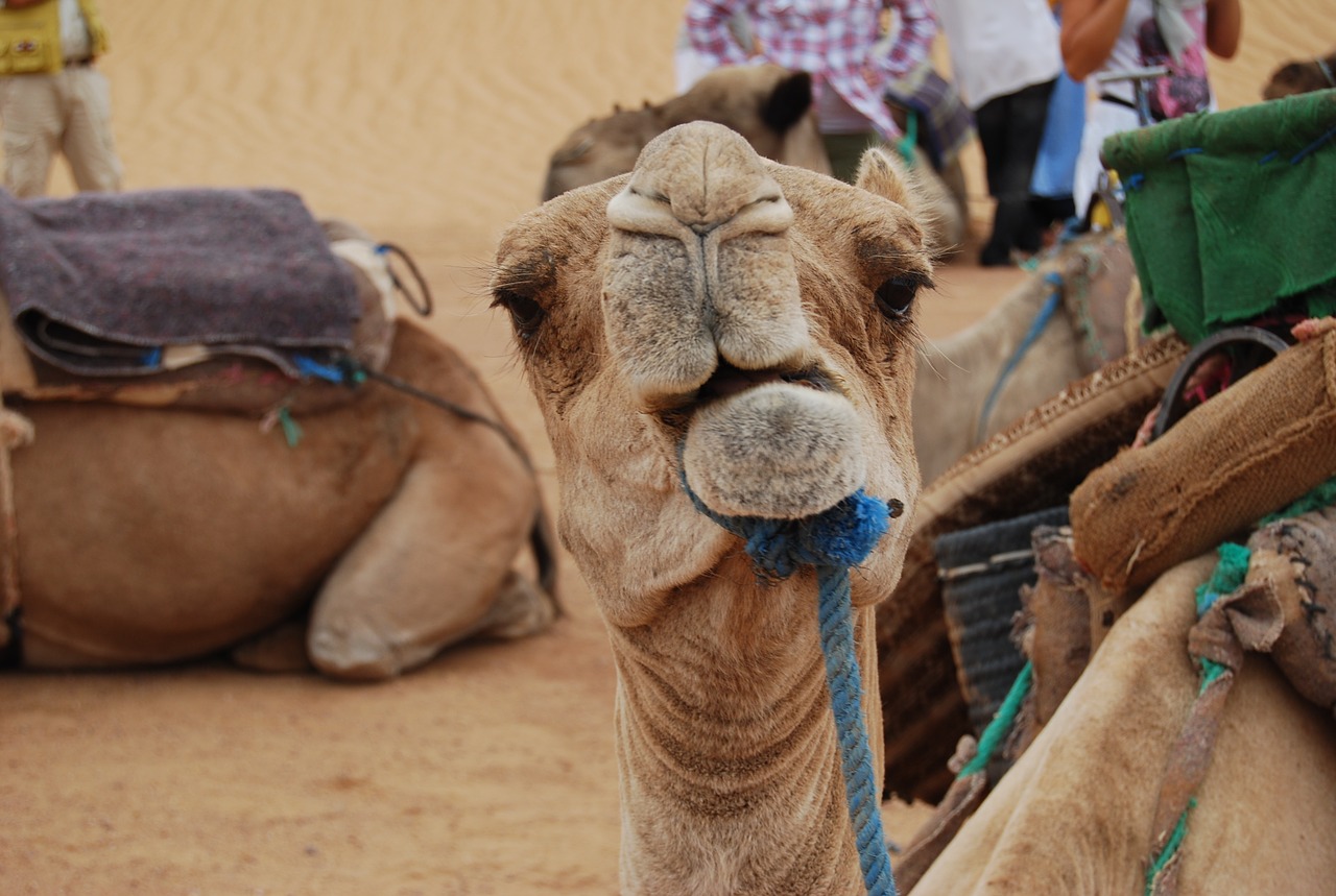 camel desert free pictures free photo