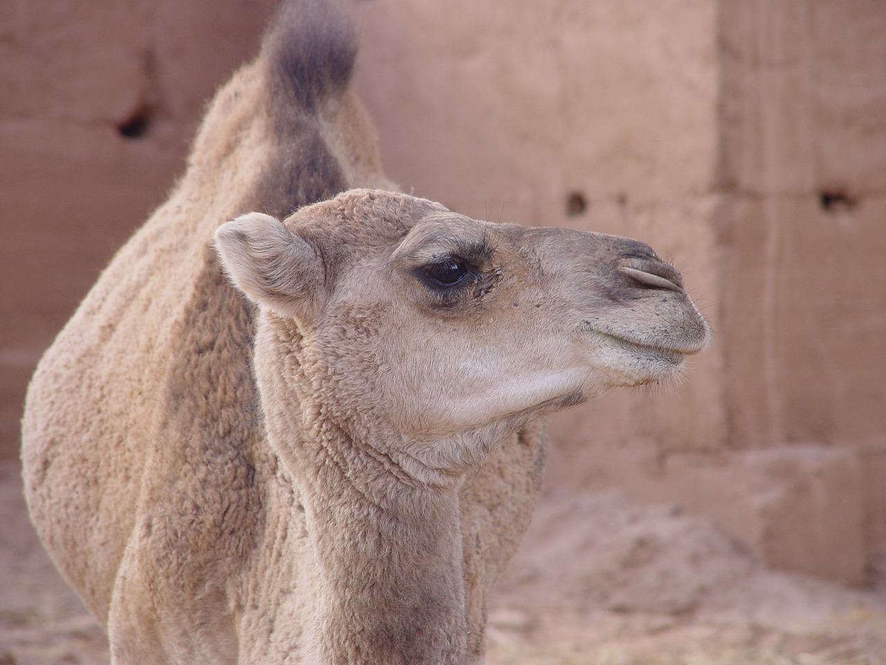 camel animal dromedary free photo