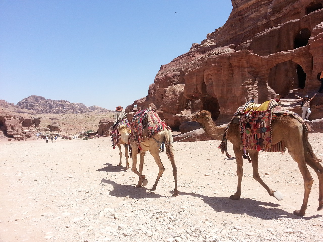 camel desert arabian free photo