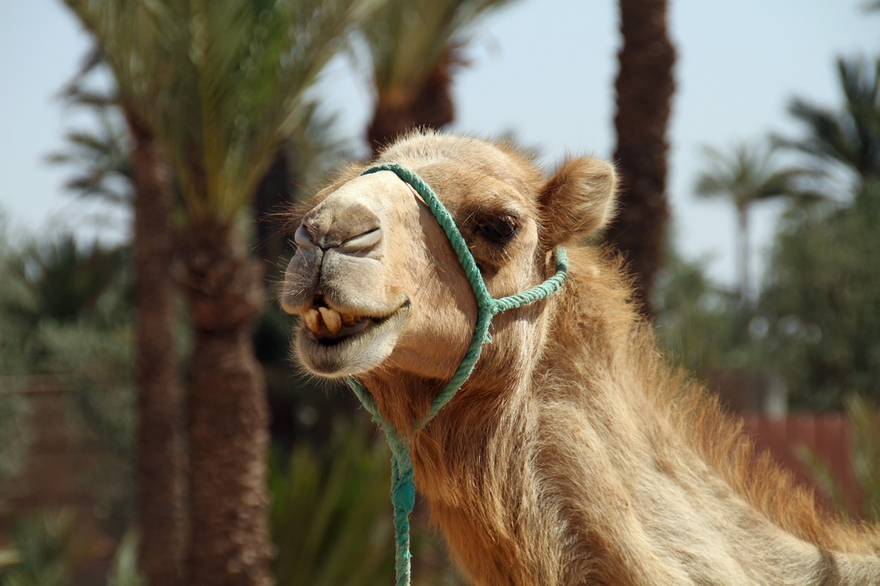 camel morocco desert free photo