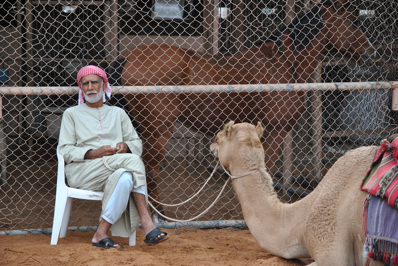 camel dromedary bedouin free photo