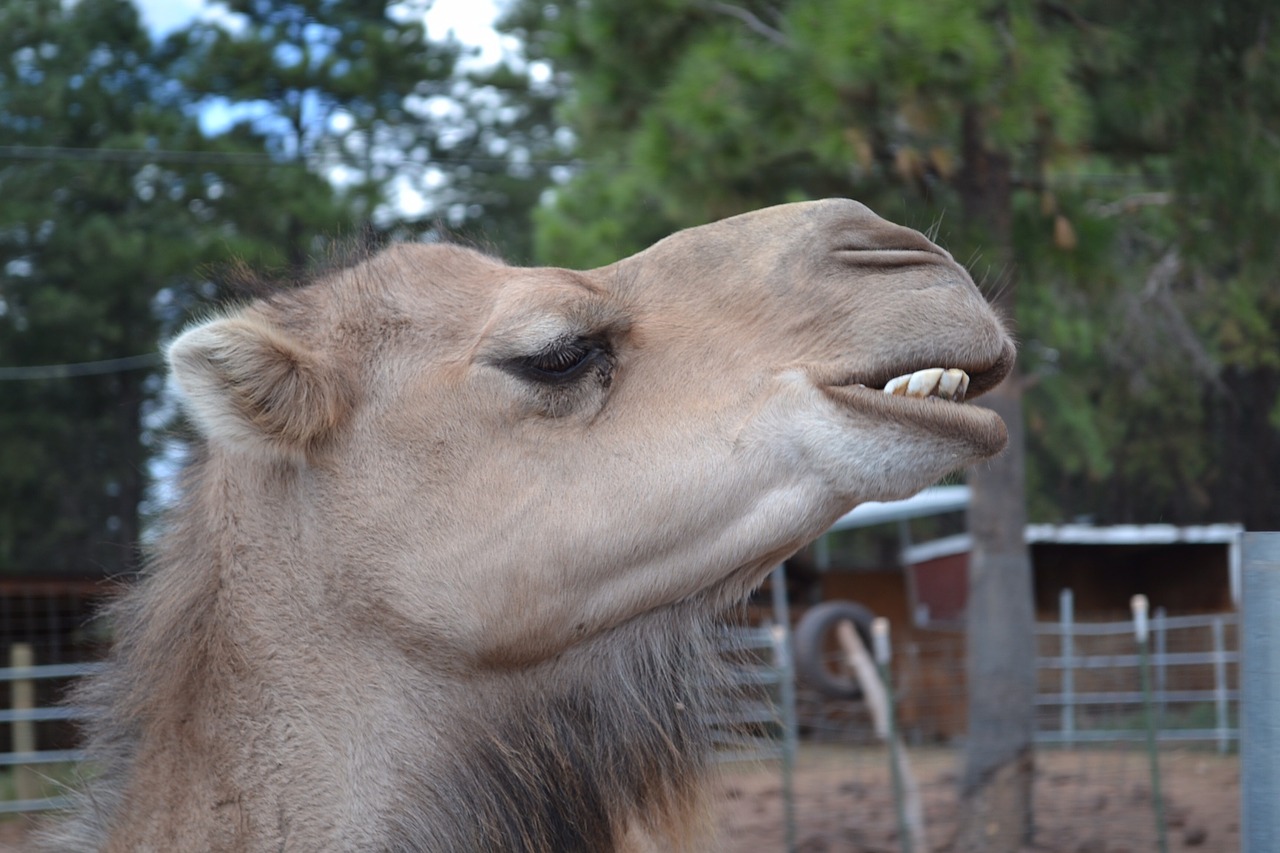 camel teeth head free photo