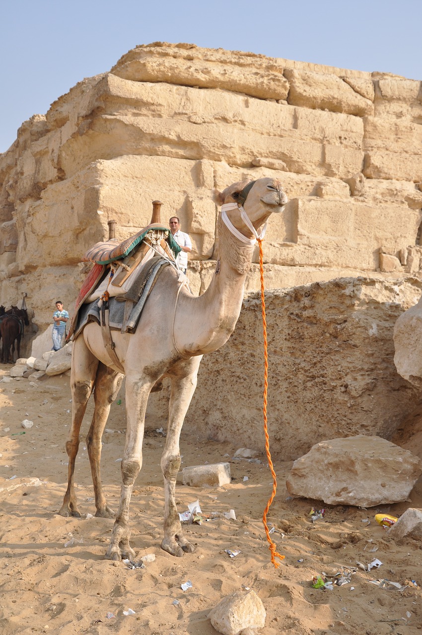 camel dromedary egypt free photo