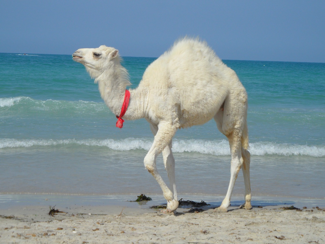 camel tunisia animal free photo