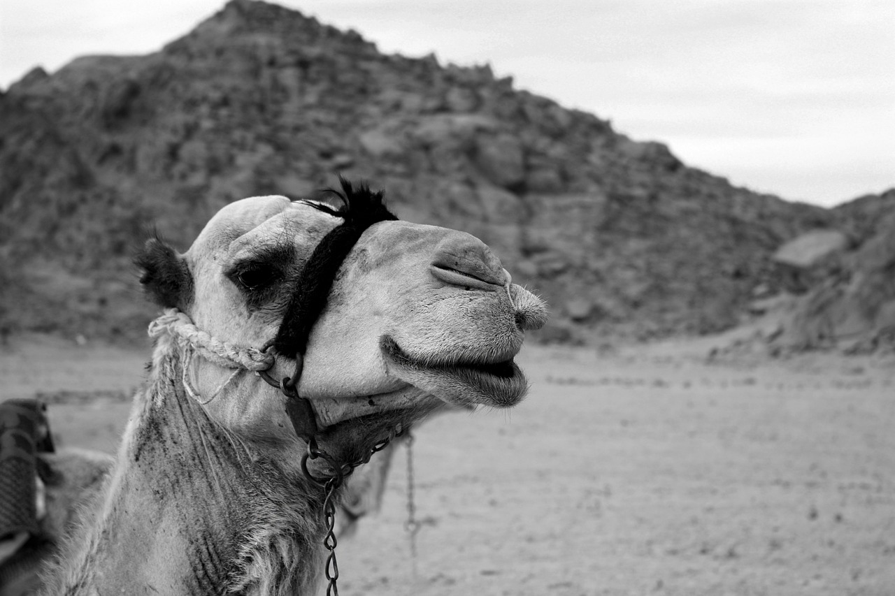 camel dromedary desert free photo