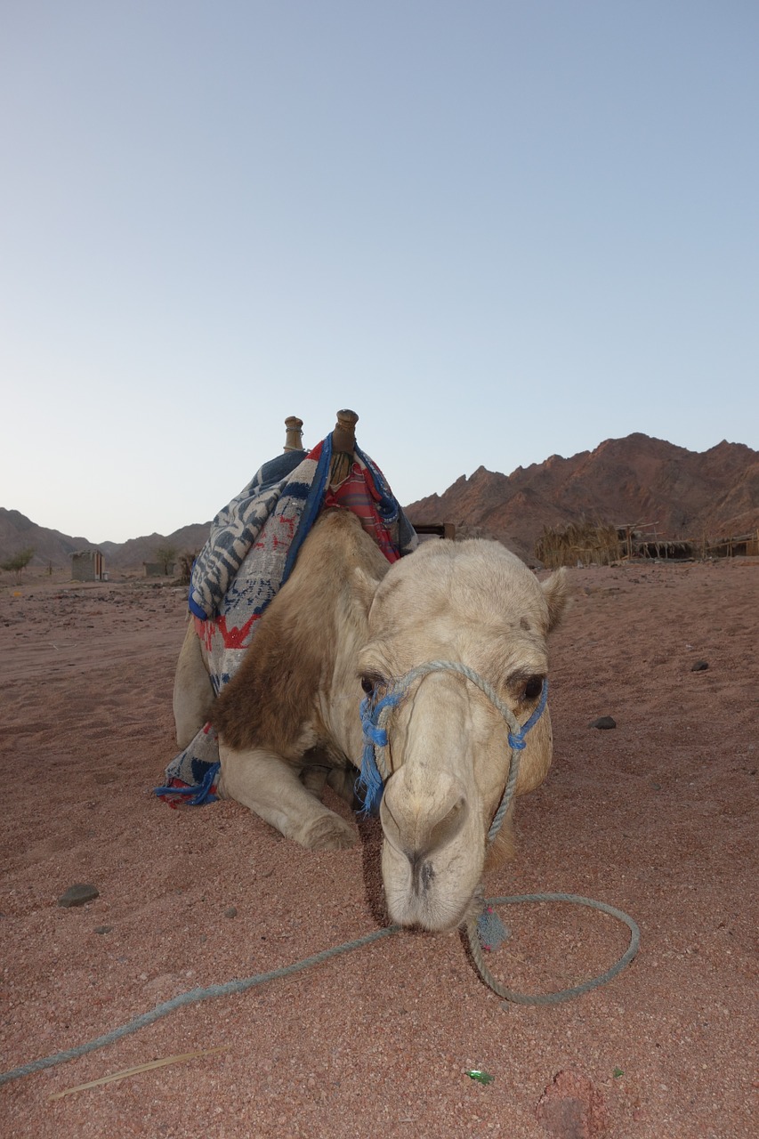 camel egypt desert free photo