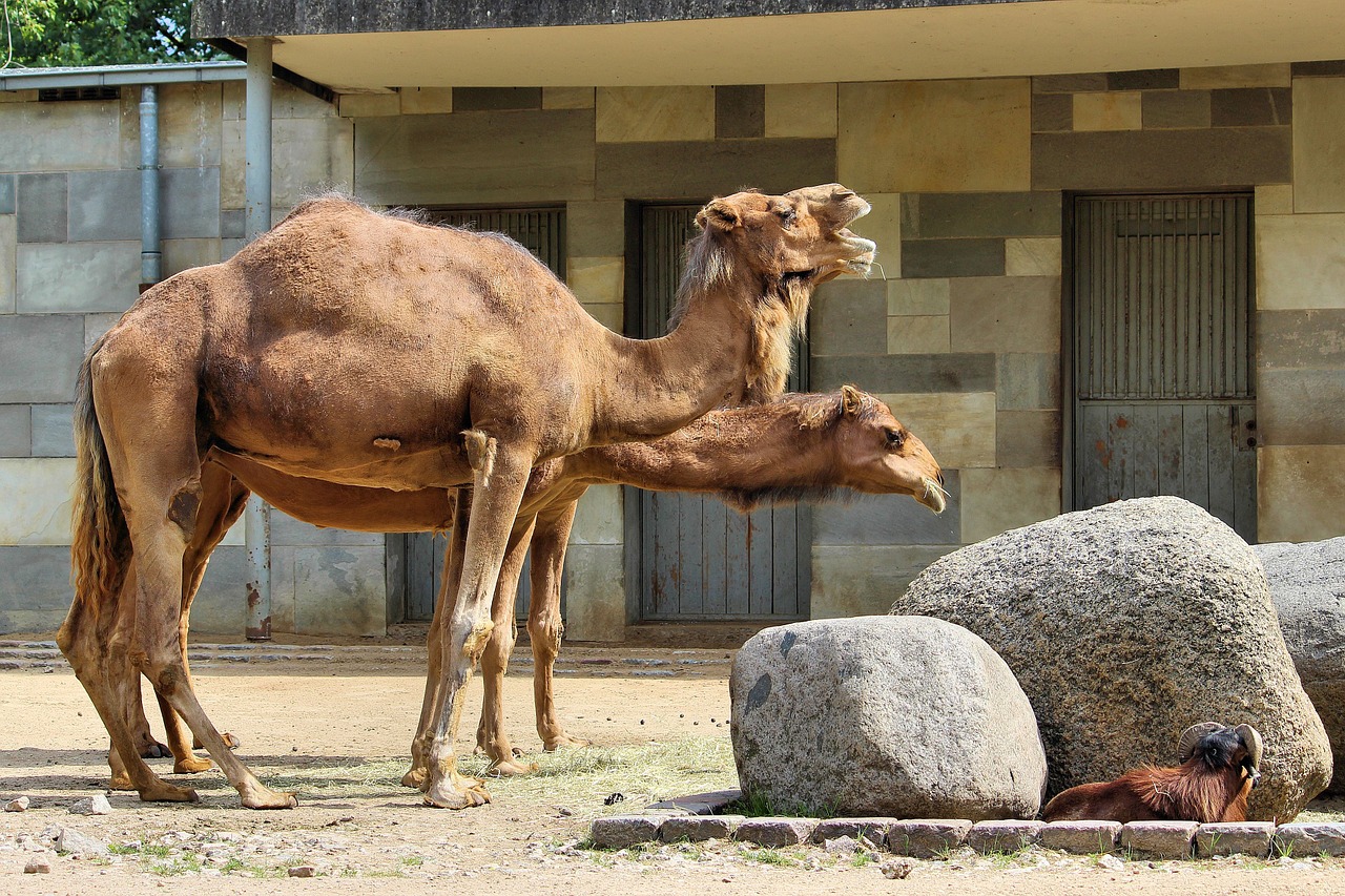 camel animal world zoo free photo