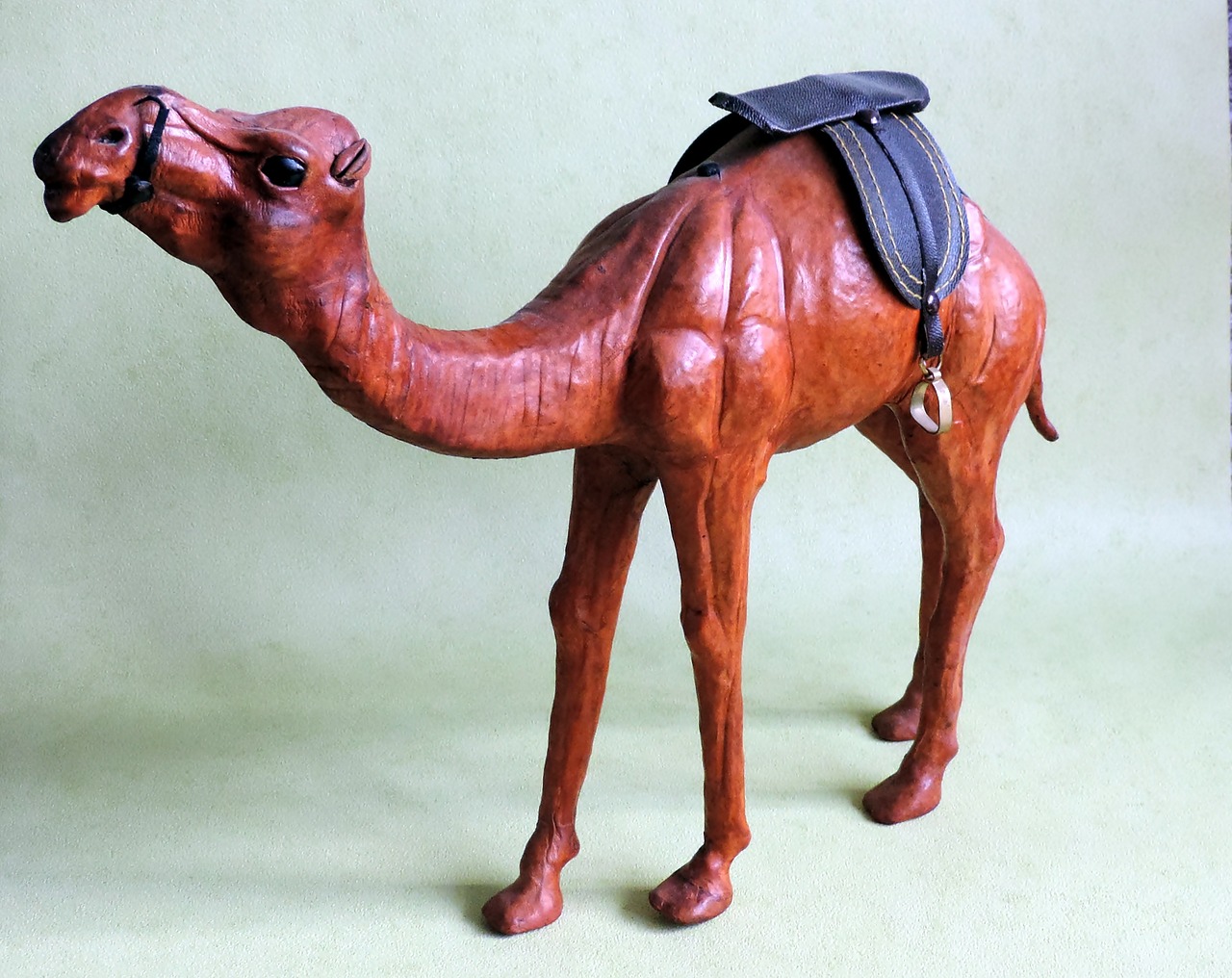 camel animal tunisia free photo