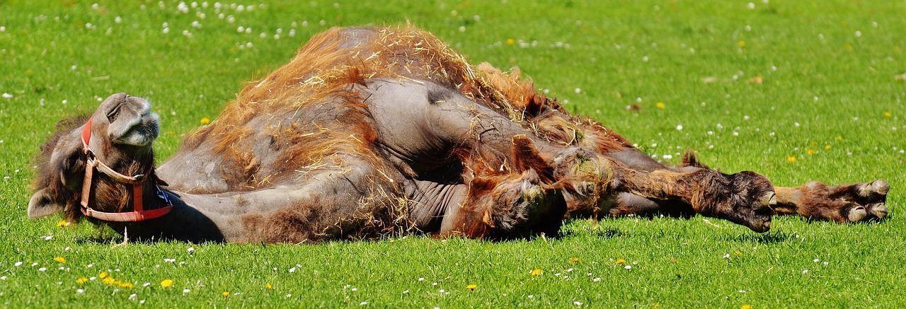 camel relax lazing around free photo