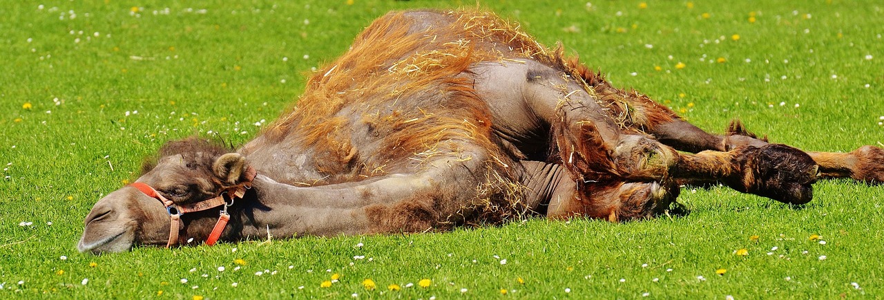 camel relax lazing around free photo