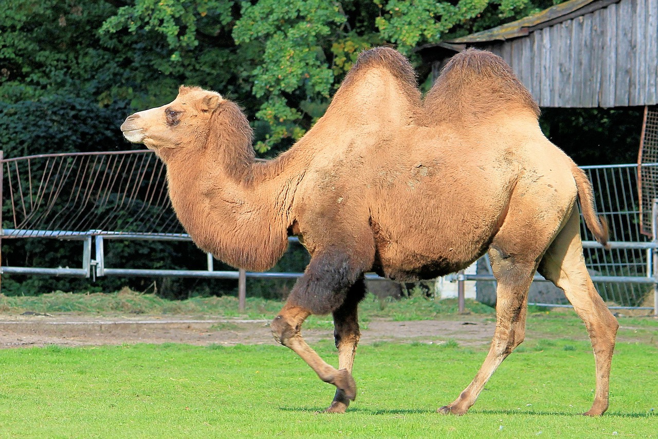 camel paarhufer animal free photo