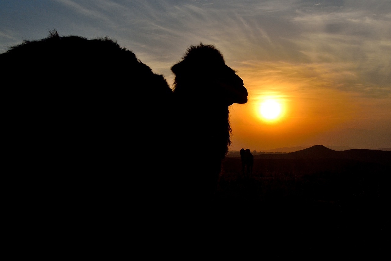 camel sunset silhouette free photo