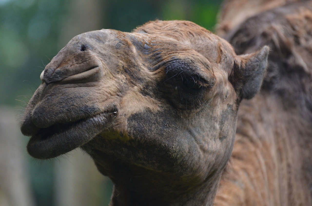 camel animal nature free photo