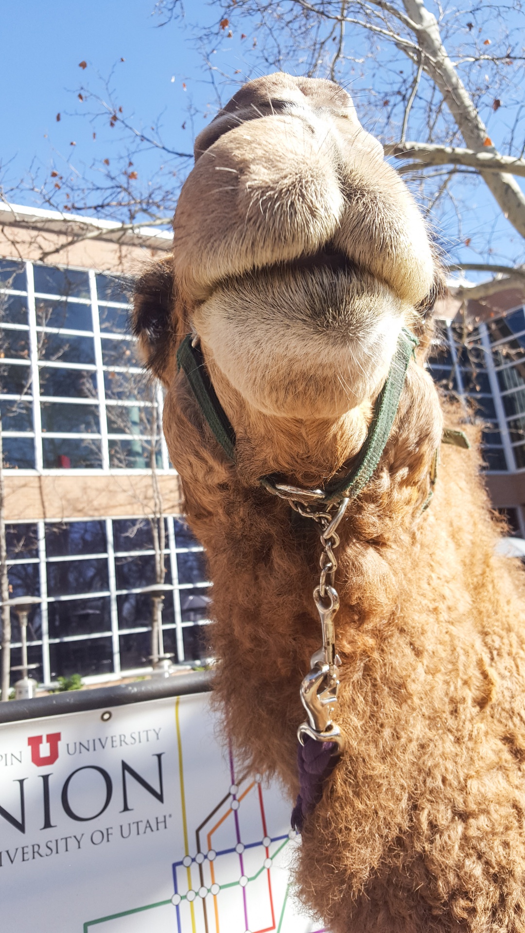 camel university utah utah free photo