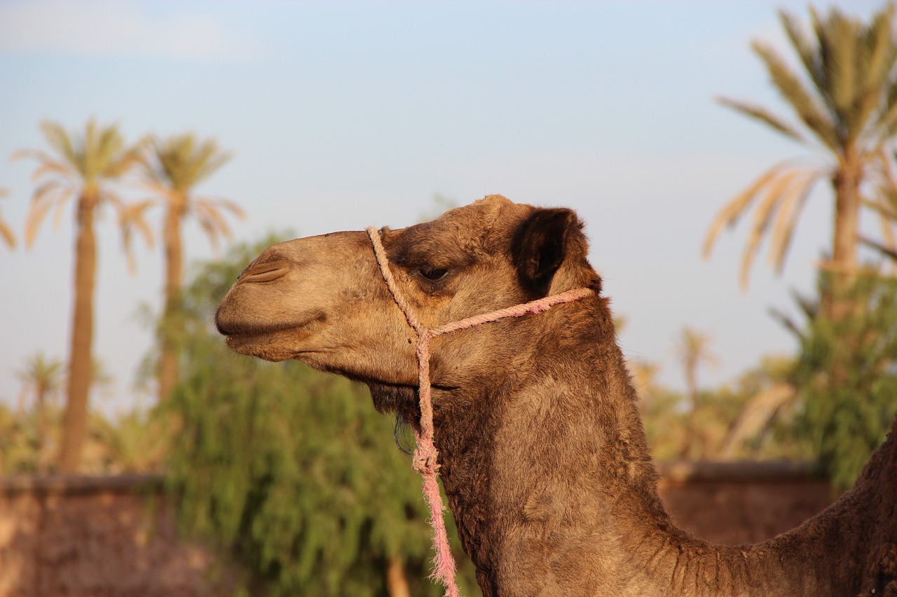 camel marrakech animal free photo