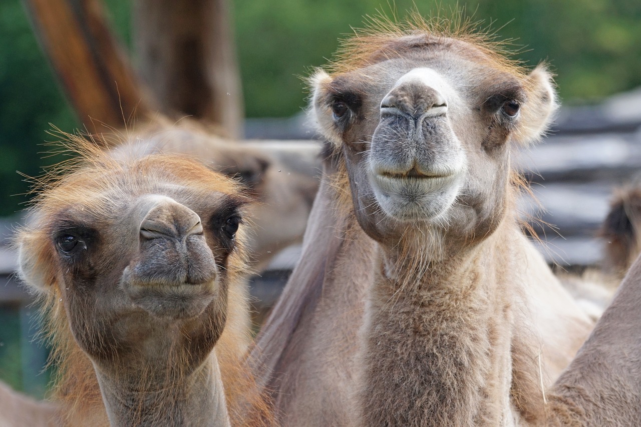 camel paarhufer calluses ohler free photo
