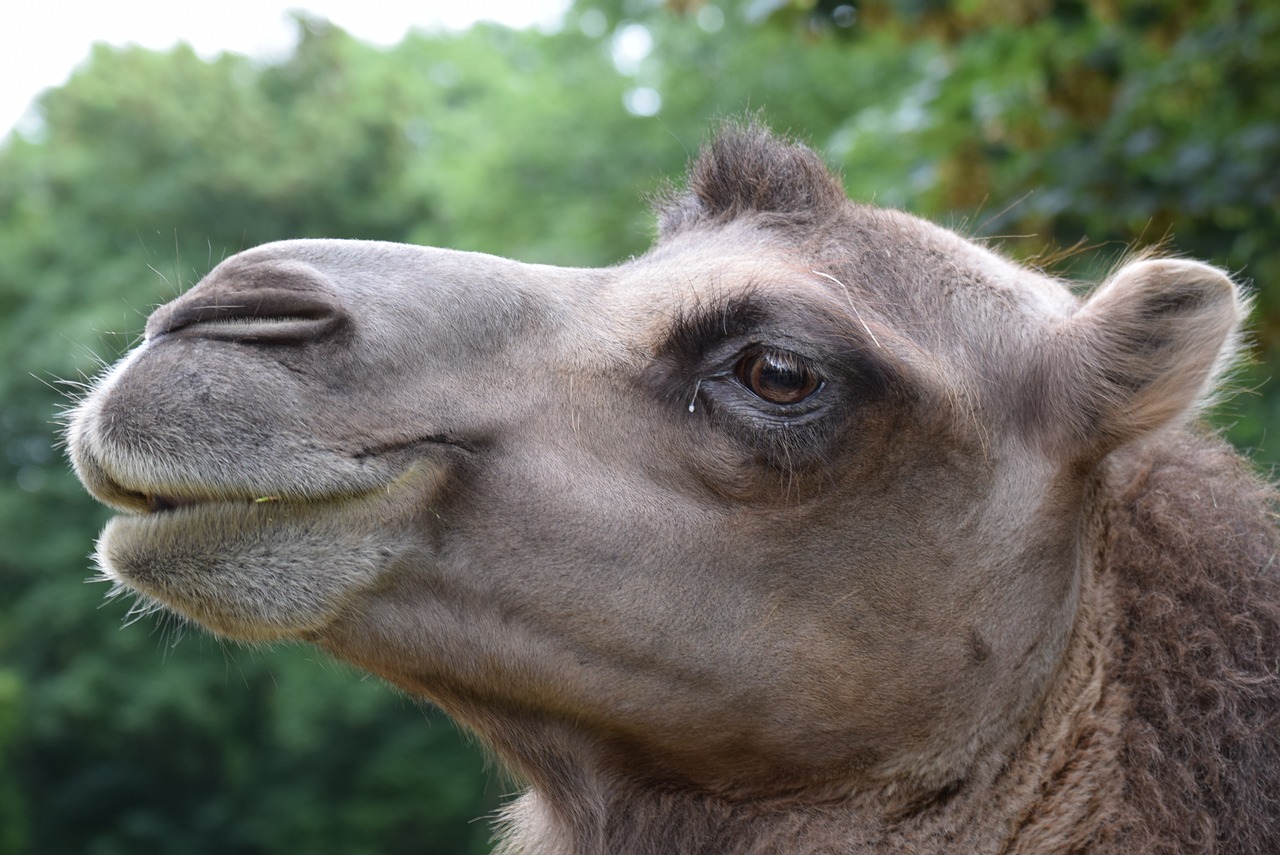 camel animals head free photo