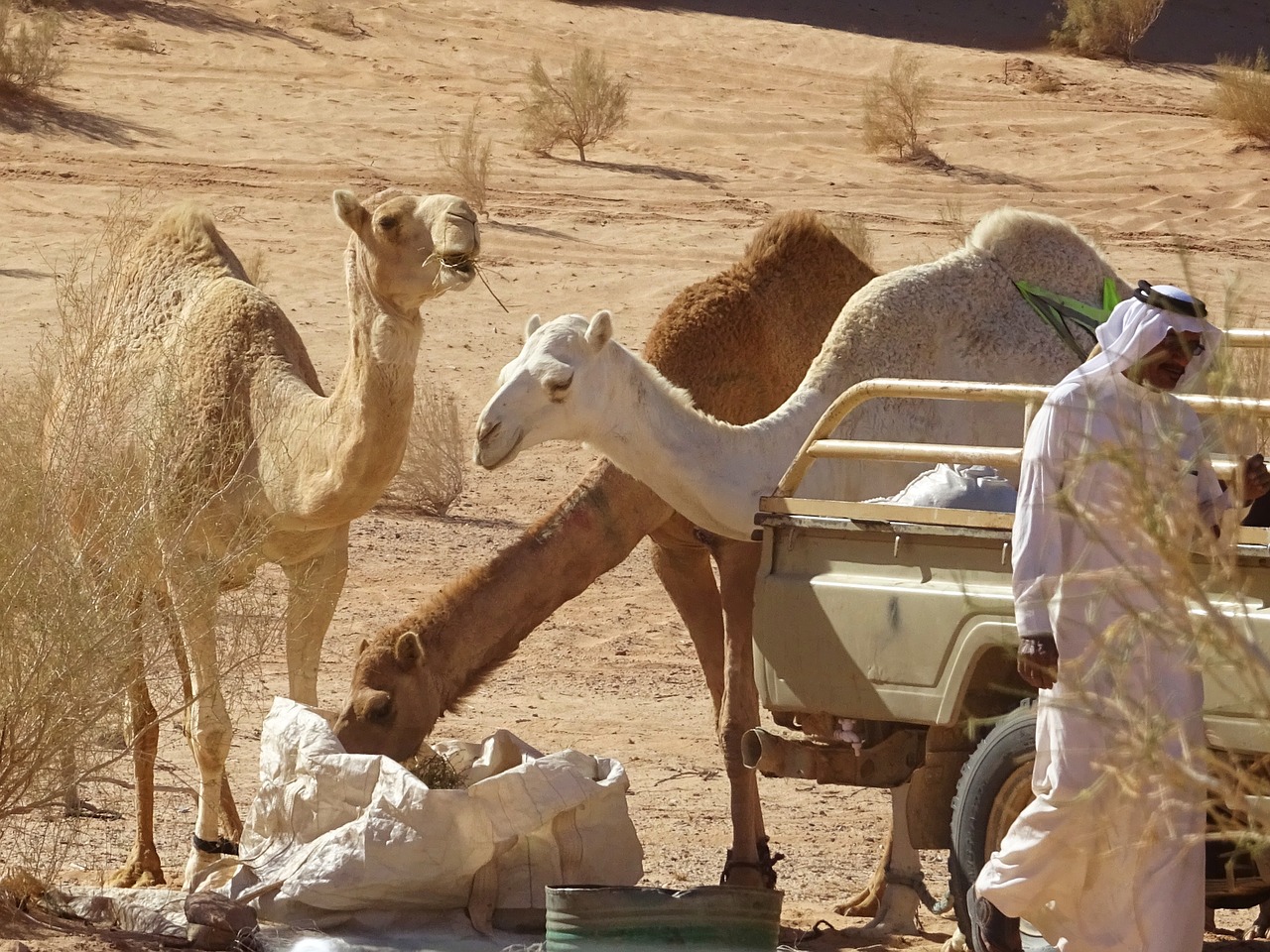 camel jordan desert free photo