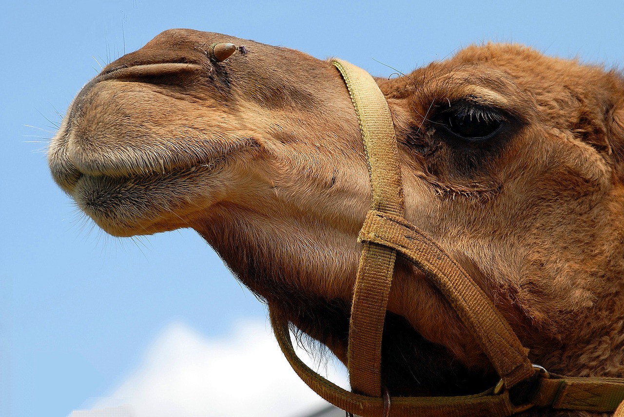 camel face close up free photo