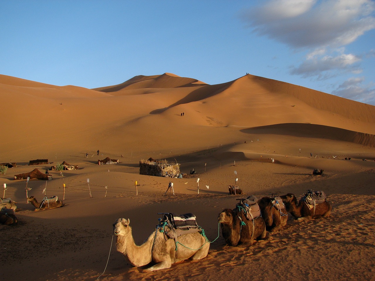 camel sahara africa free photo